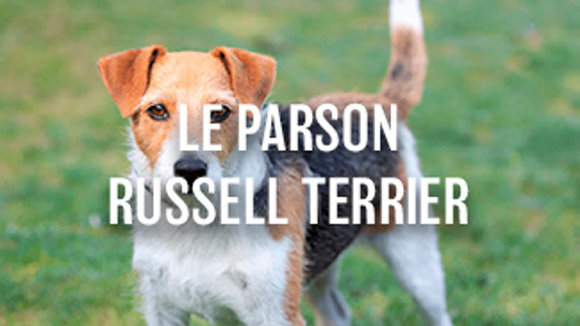 Le Parson Russell Terrier