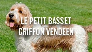Le petit Basset griffon Vendéen