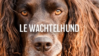 Le Wachtelhund