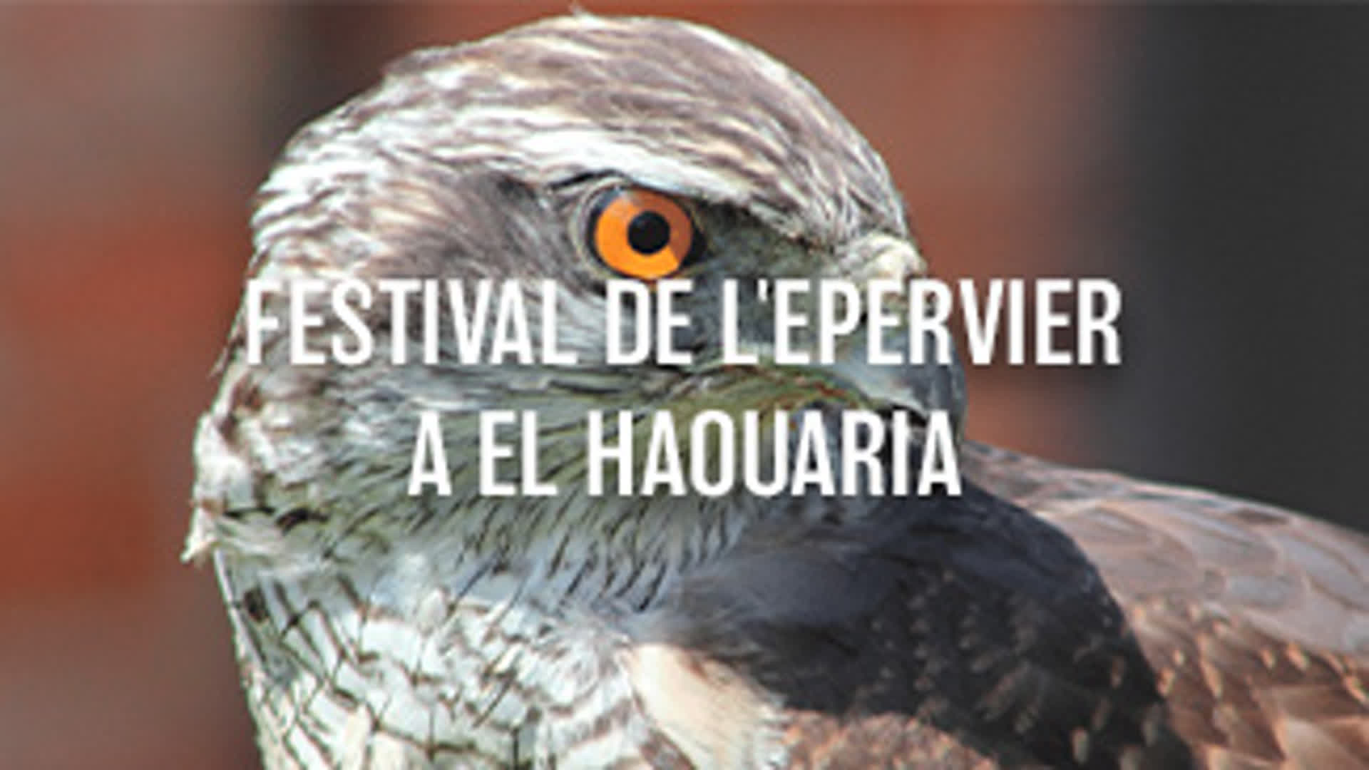 Festival de l'épervier à El Haouaria