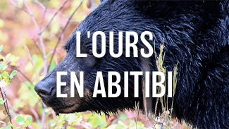 L'ours en Abitibi