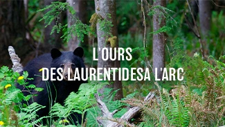 L'ours des Laurentides à l'arc