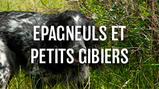 Epagneul et petits gibiers