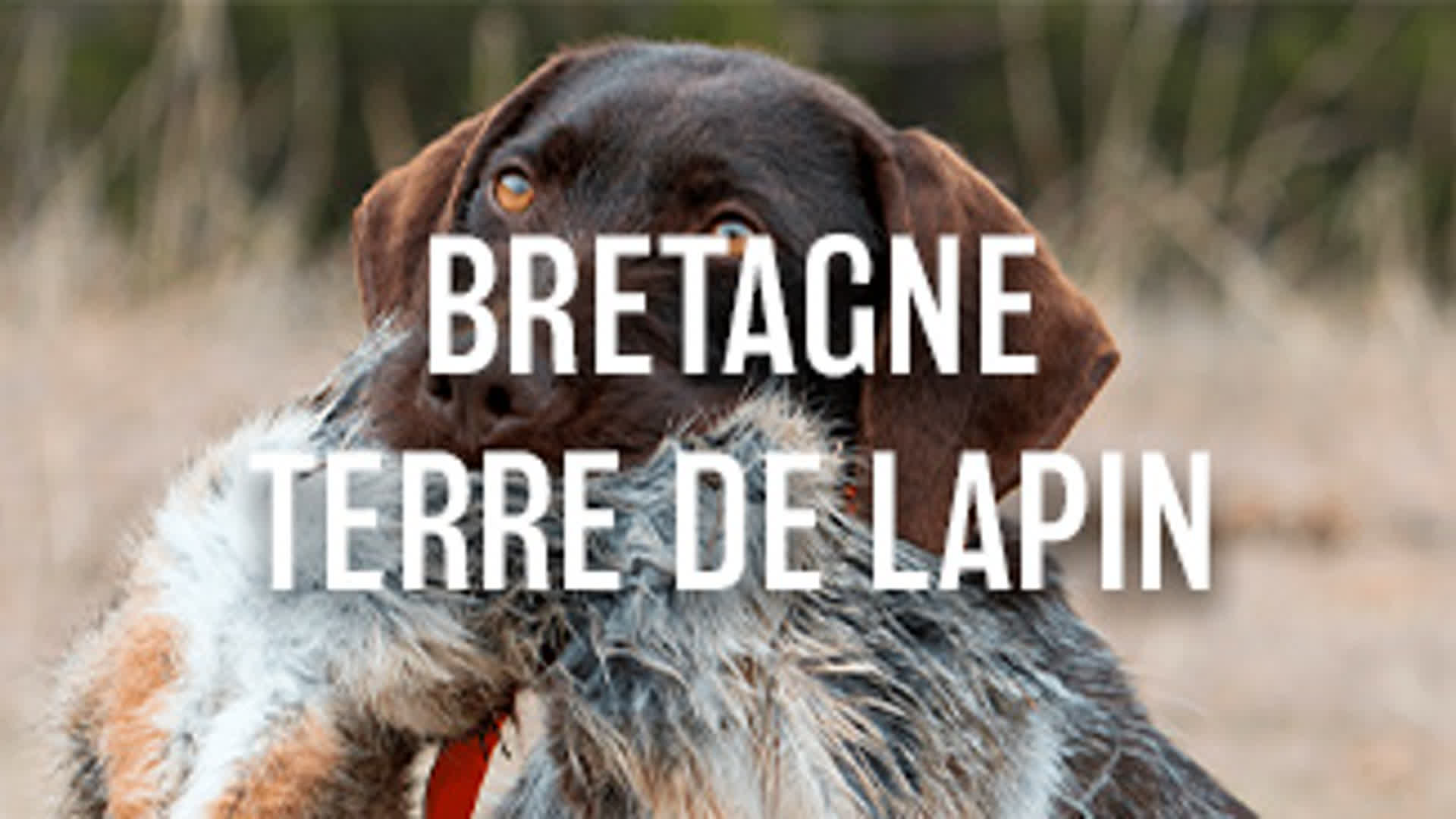Bretagne, terre de lapin