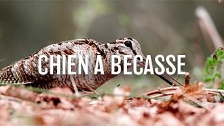 Chien à bécasse