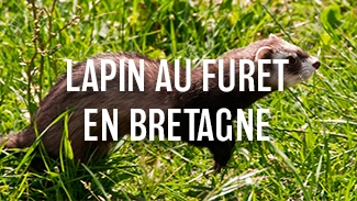Lapin au furet en Bretagne