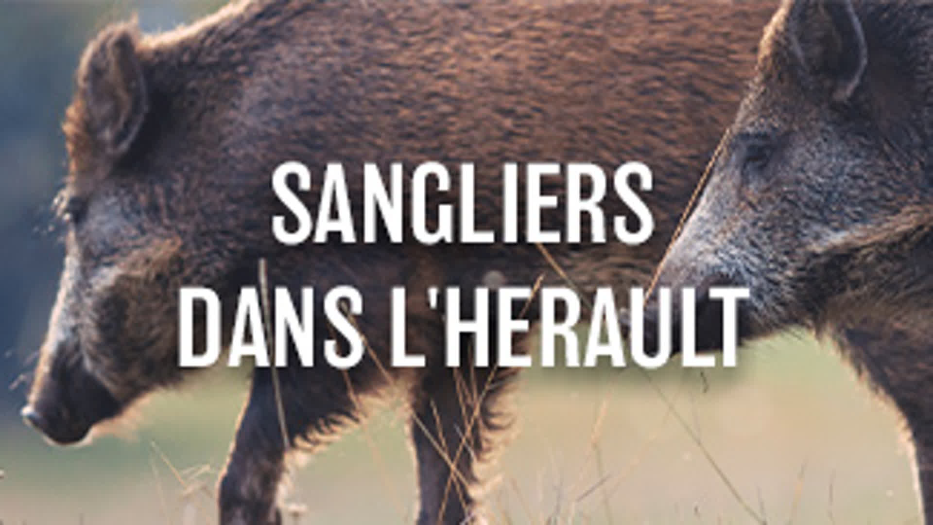 Sangliers dans l'Hérault