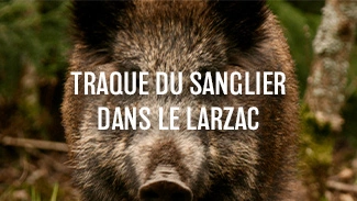 Traque du sanglier dans le Larzac