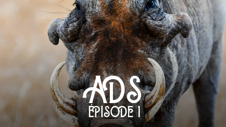 Ads, Afrique du Sud (épisode 1)