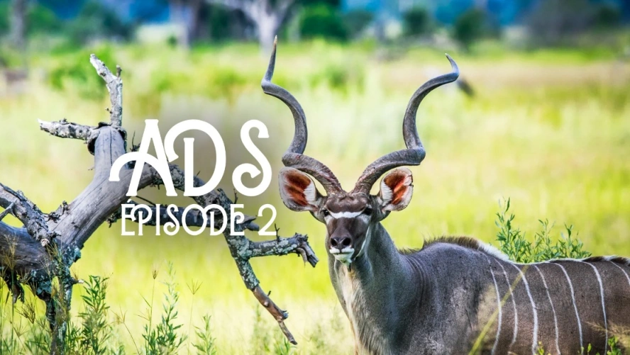 Ads, Afrique du Sud (épisode 2)