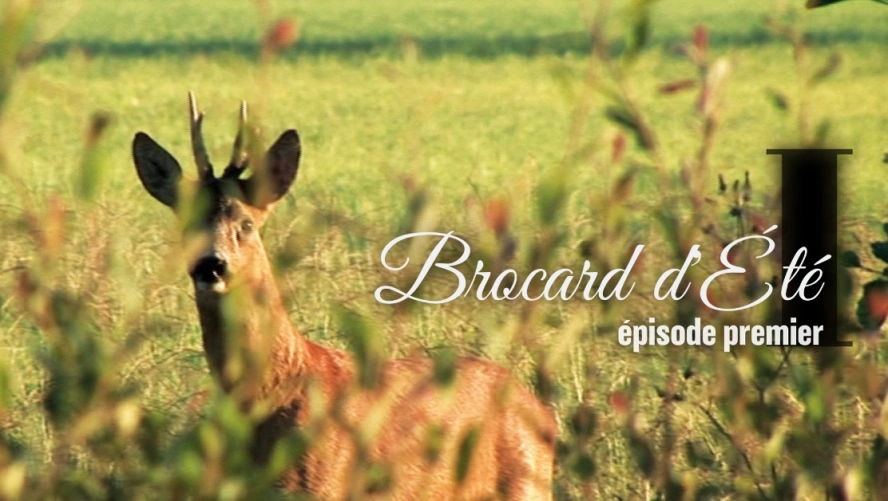 Brocard d’Été (épisode 1)