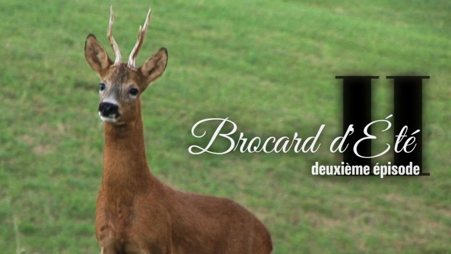 Brocard d’Été (épisode 2)