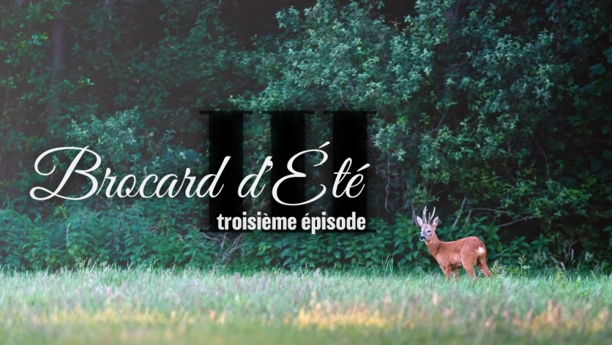 Brocard d’Été (épisode 3)