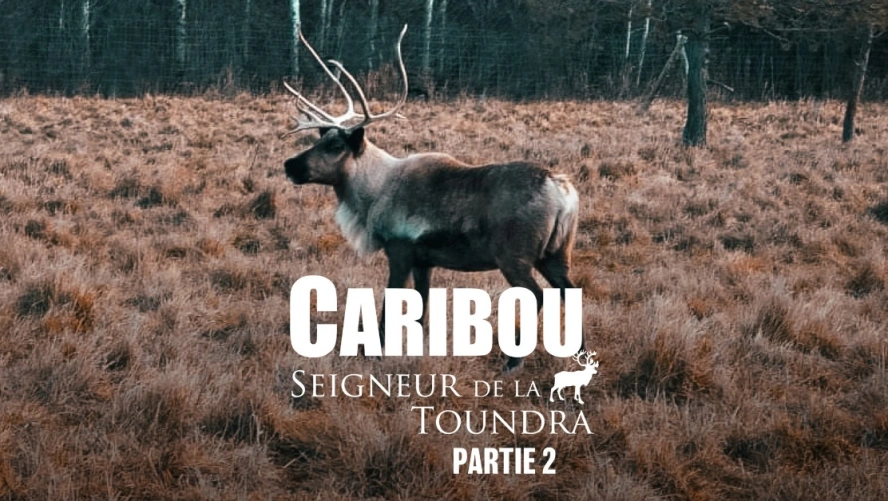 Caribou, seigneur de la toundra (partie 2)