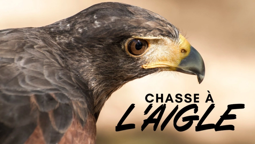 Chasse à l’Aigle