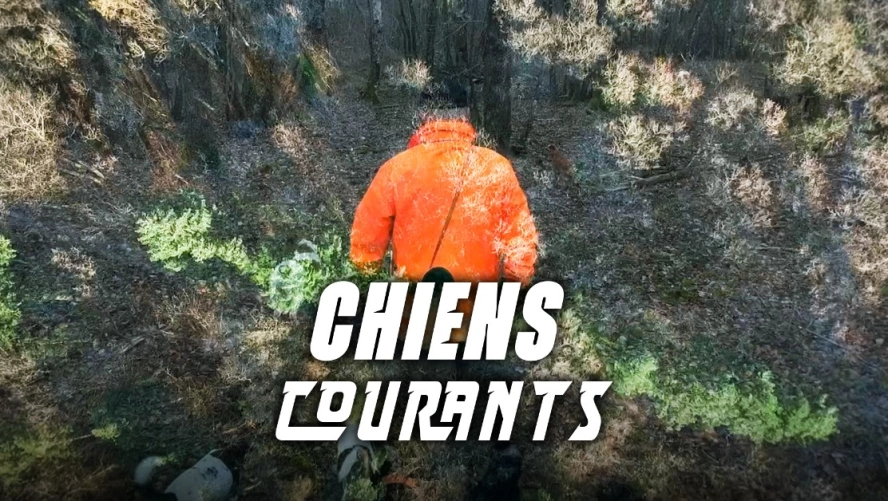 Chiens courants