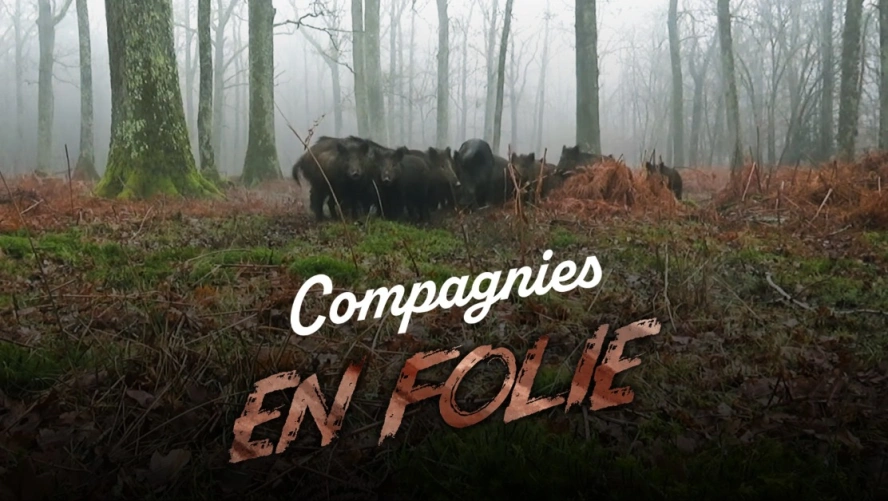 Compagnies en folie