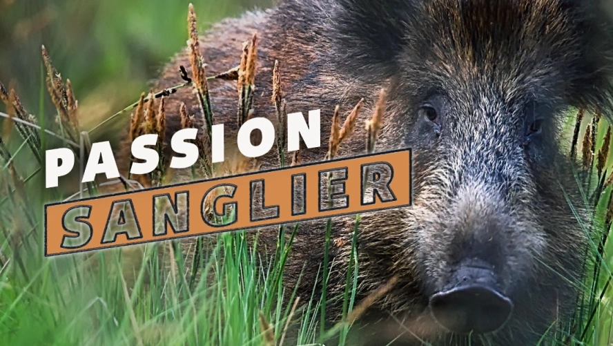 Passion sanglier