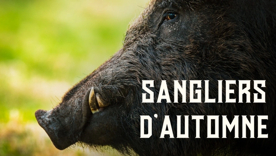 Sangliers d'Automne