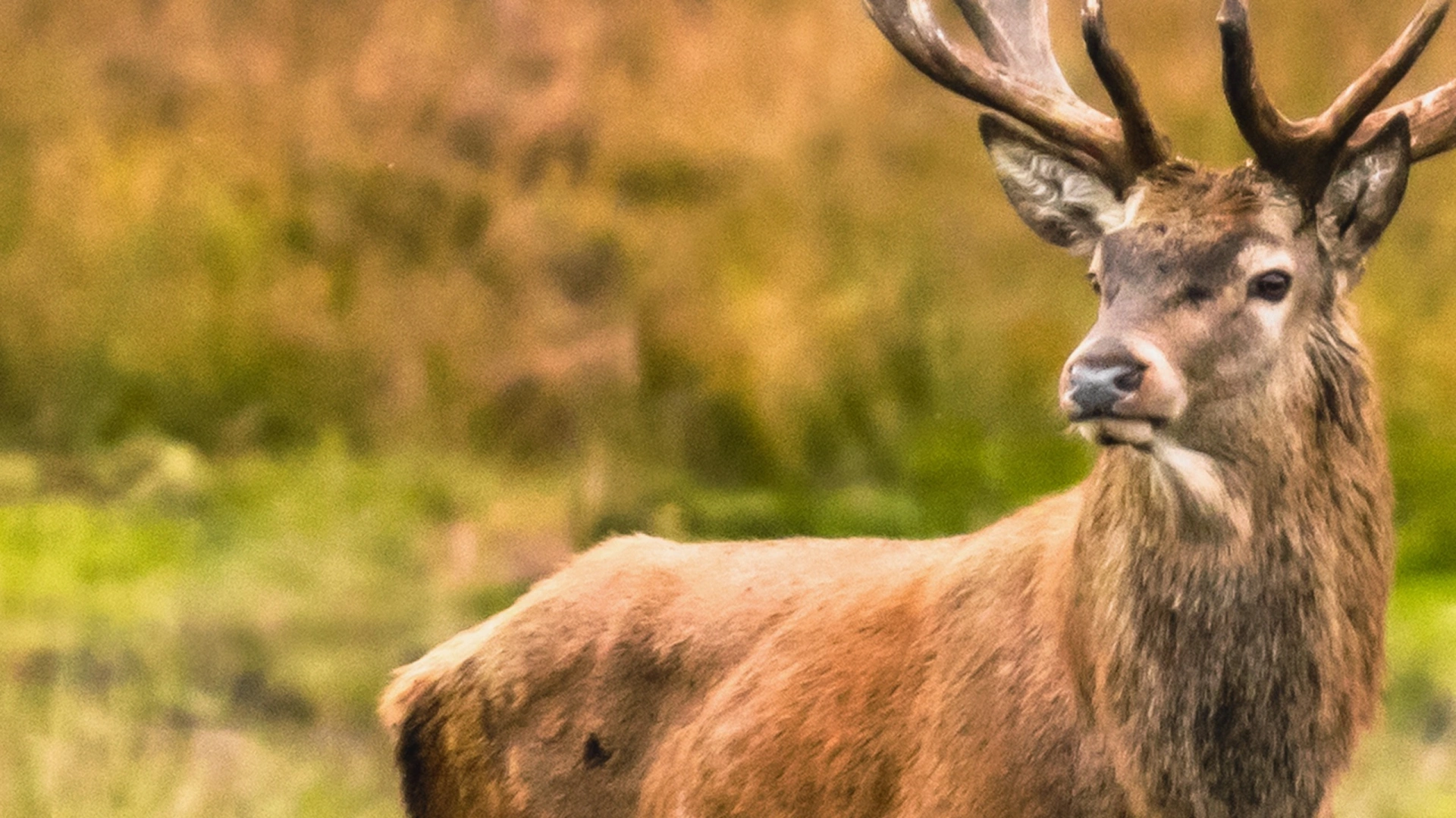 Battue aux grands gibiers