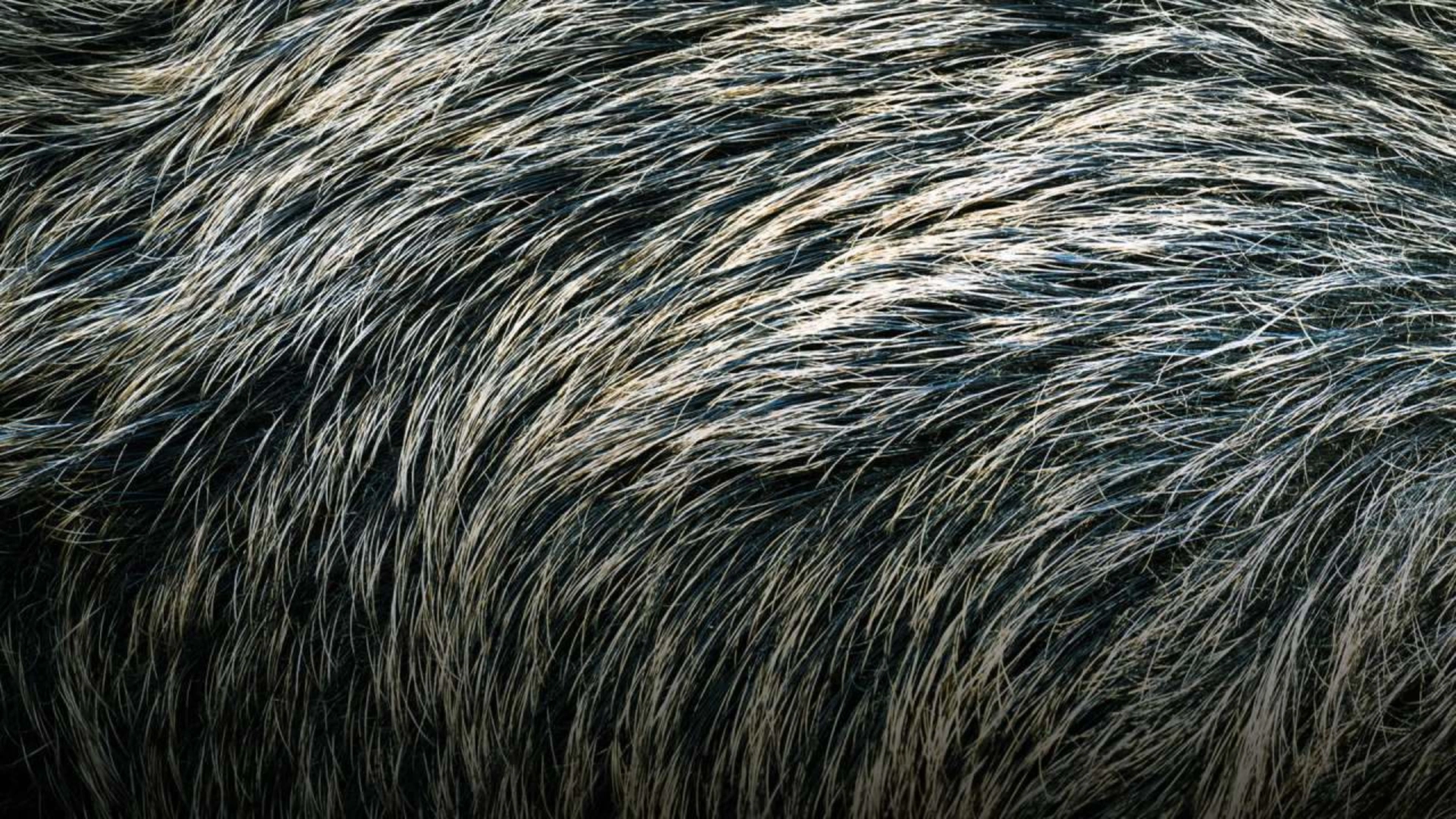 Sangliers de Pologne