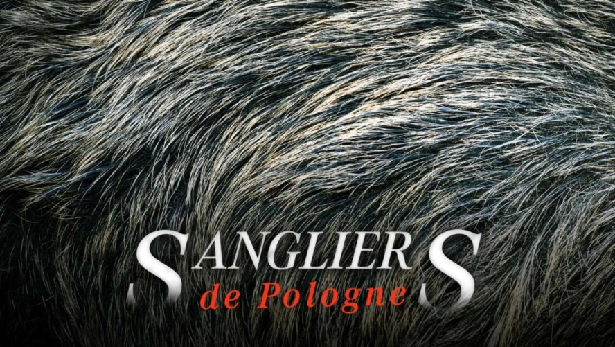 Sangliers de Pologne