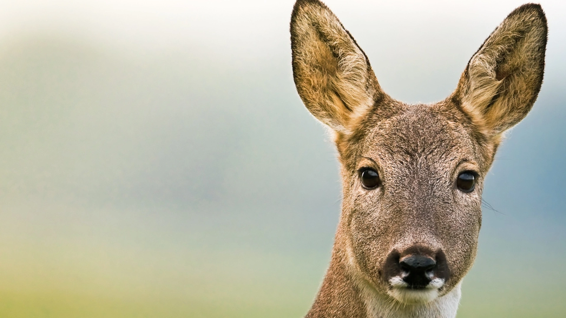 Battue aux Cervidés