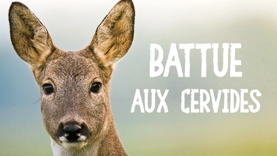 Battue aux Cervidés