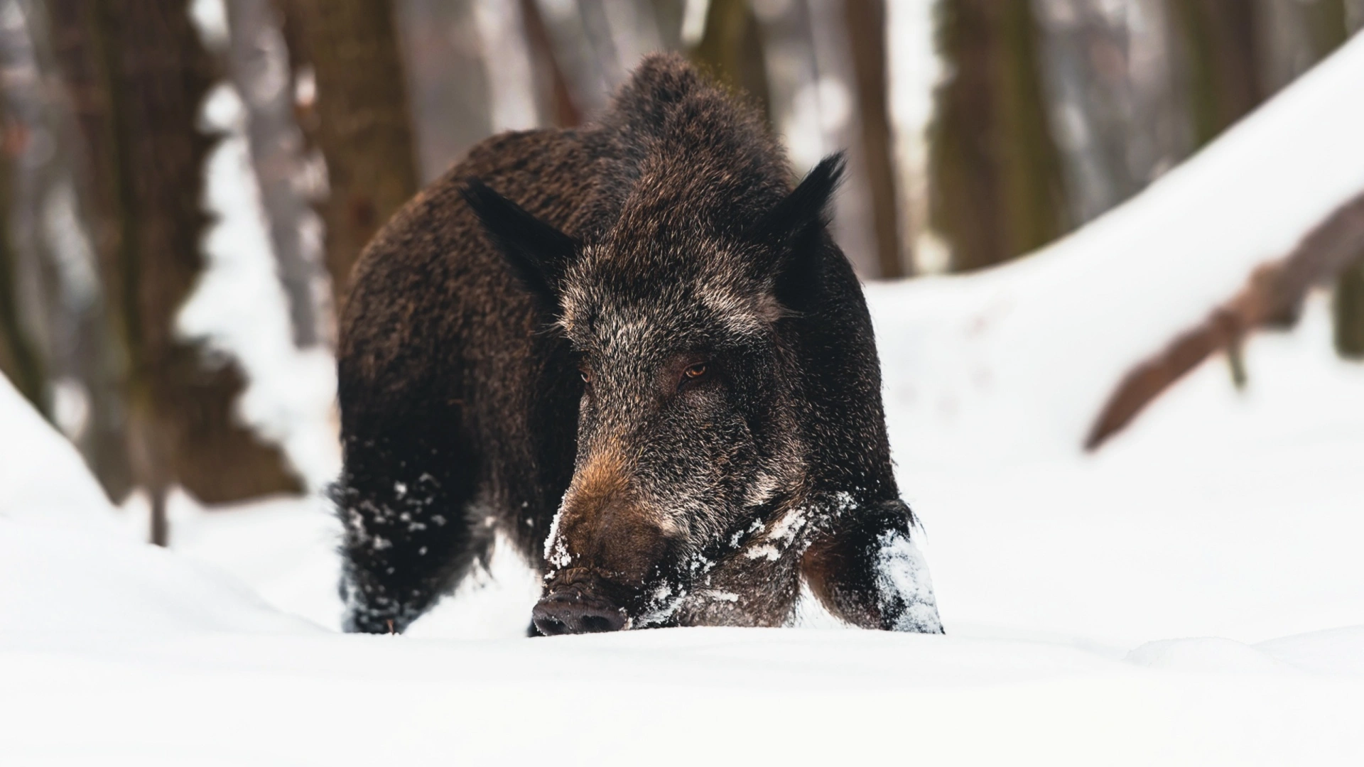 Battue sous la Neige (partie 2)