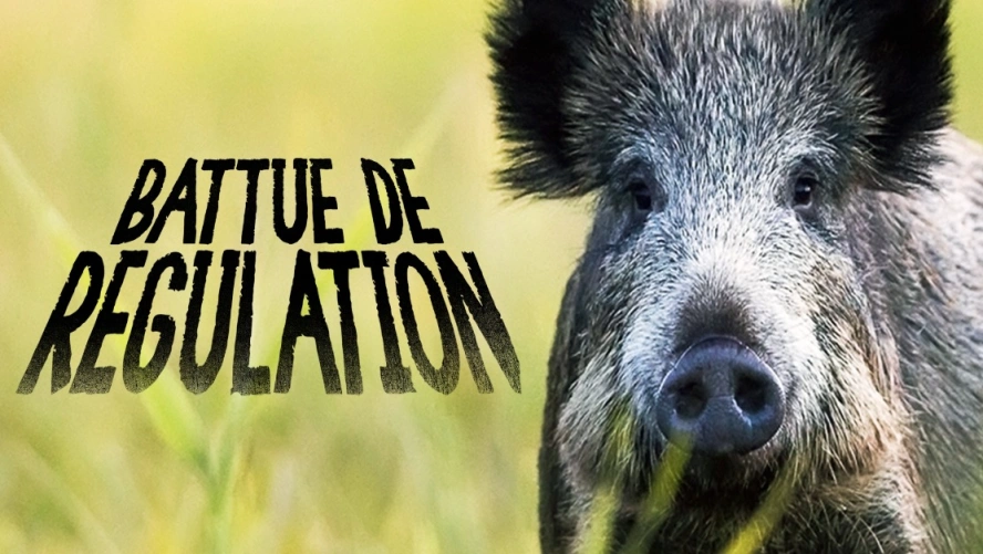 Battue de Régulation