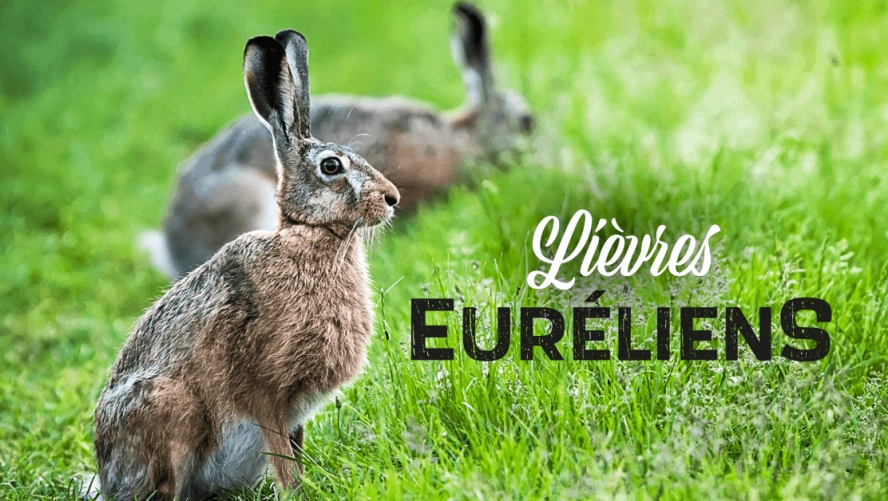 Lièvres Euréliens