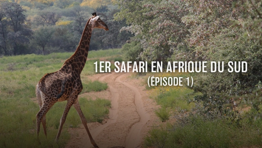 Premier safari en Afrique du Sud (épisode 1)