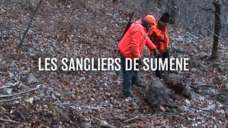 Les sangliers de Sumène