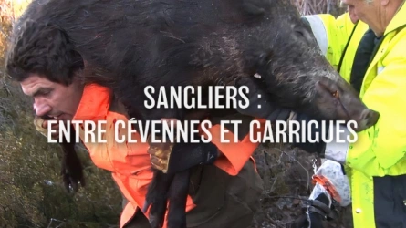 Sangliers : Entre Cévennes et Garrigues