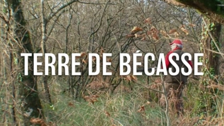 Terre de bécasse