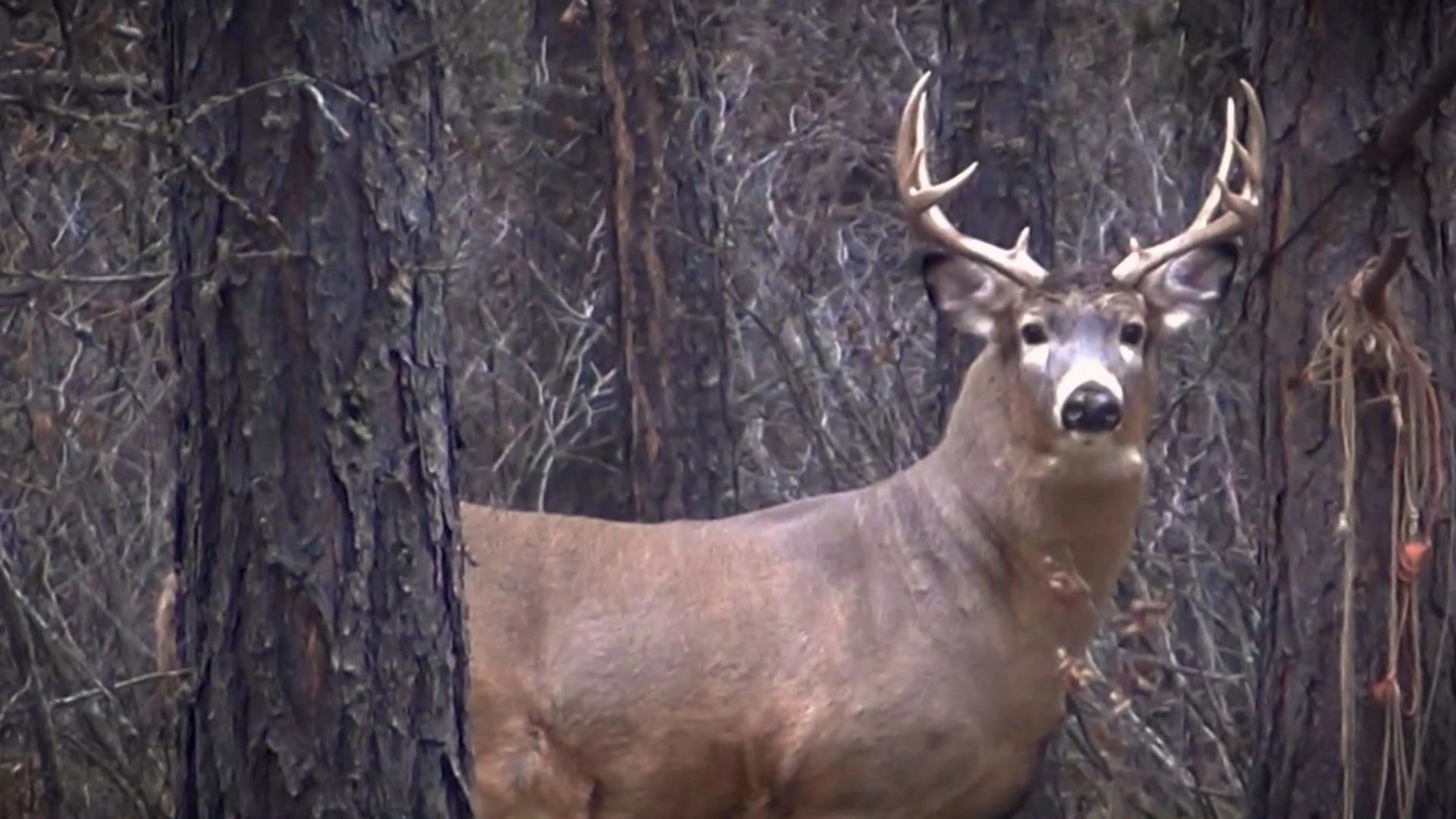CHASSOMANIAK : Saskatchewan