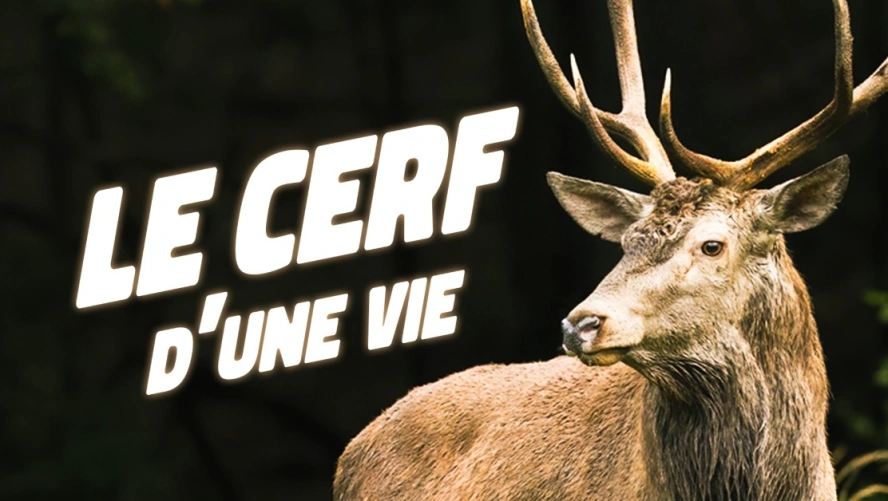 Le Cerf d'une Vie