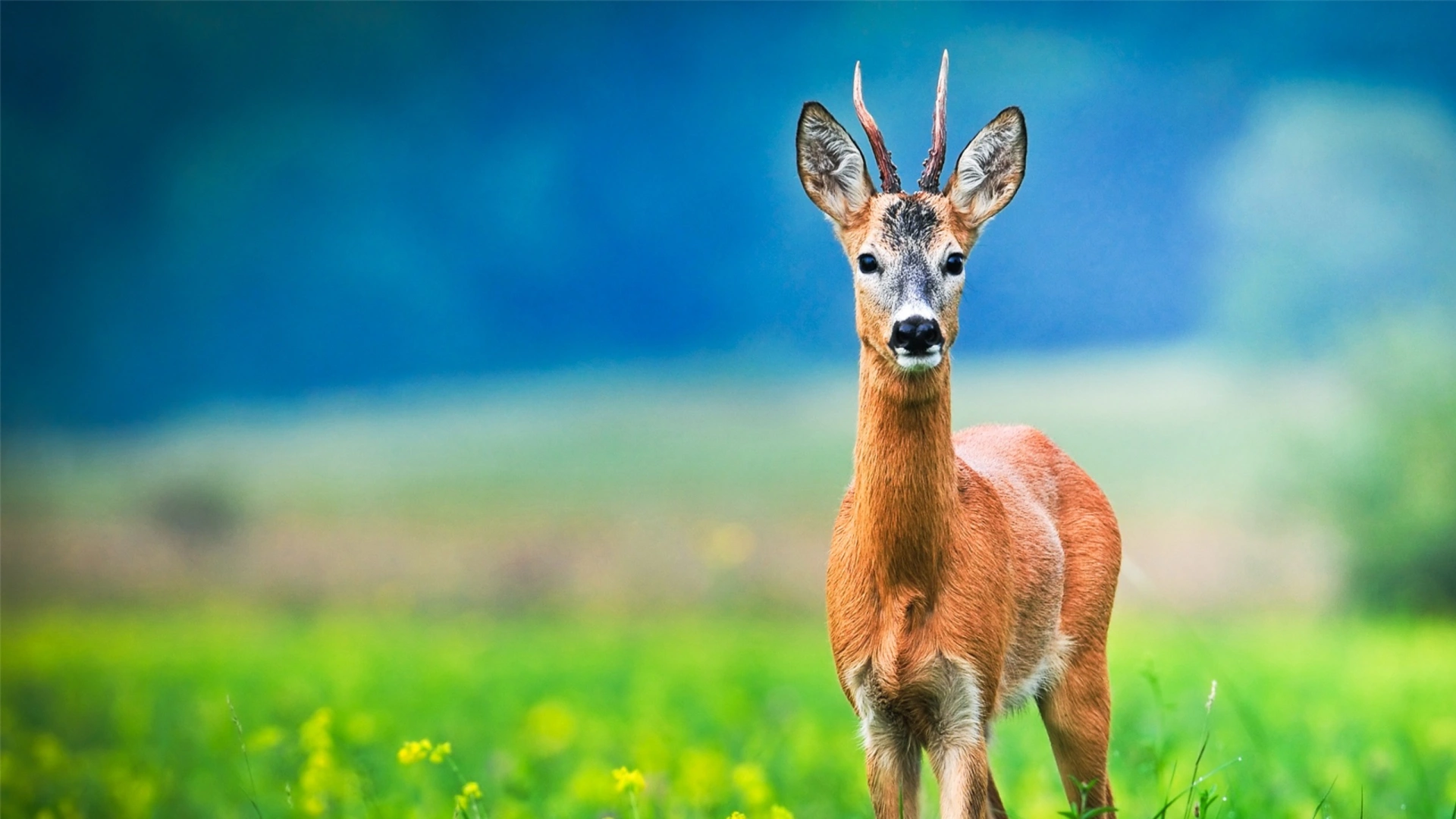 Petit Prince (épisode 1)