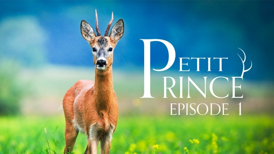 Petit Prince (épisode 1)
