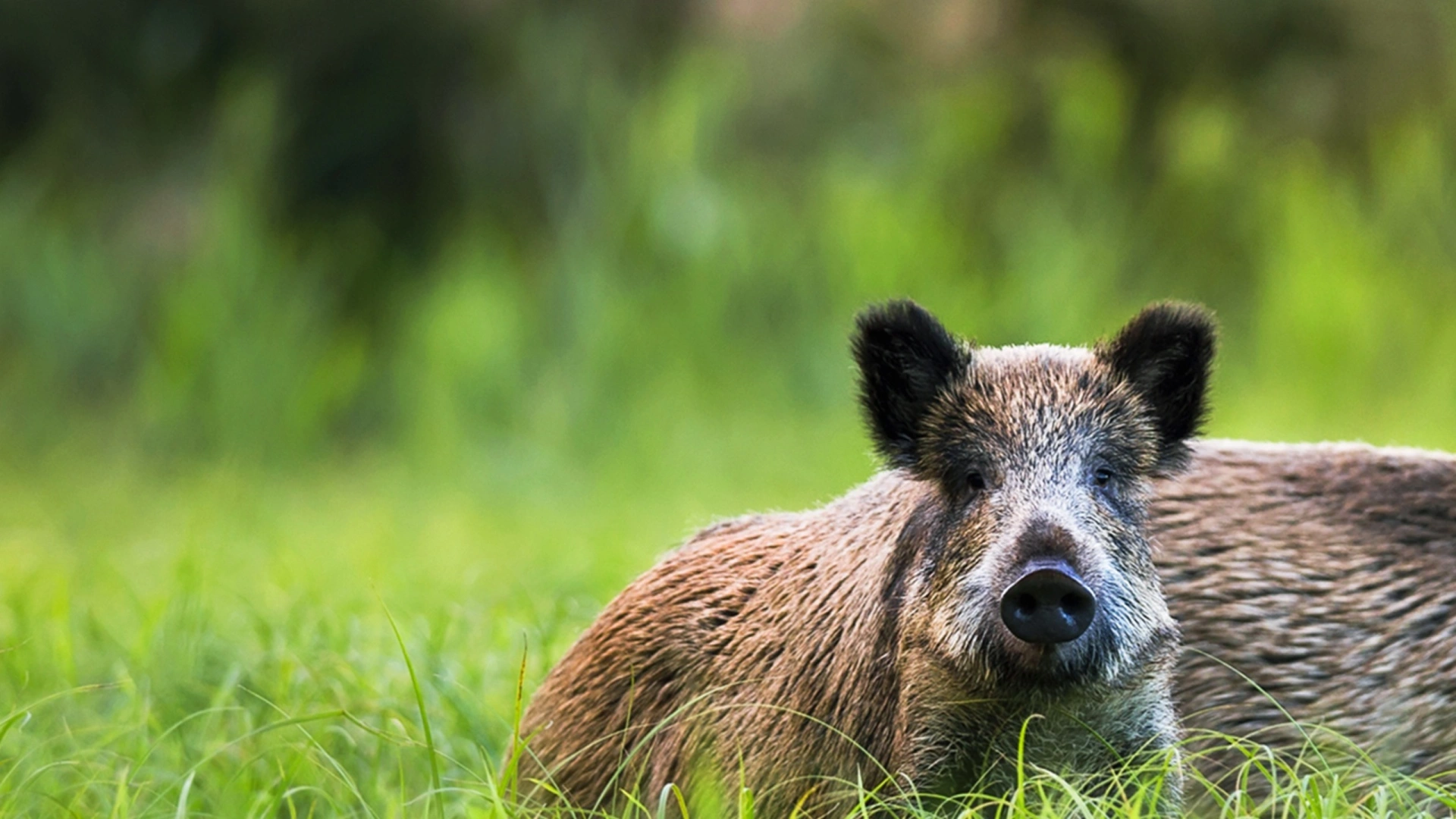Petites Battues en Pologne (épisode 1)