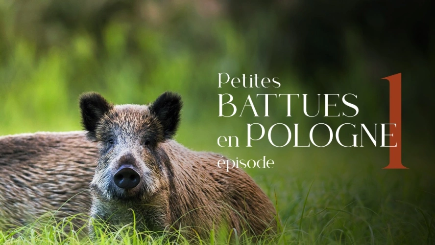 Petites Battues en Pologne (épisode 1)