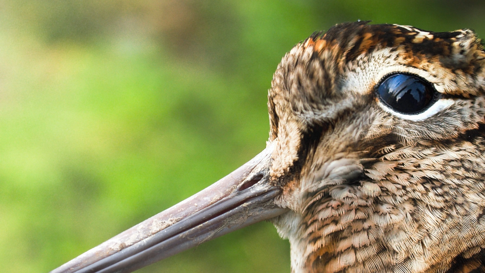 Bécasses en Écosse