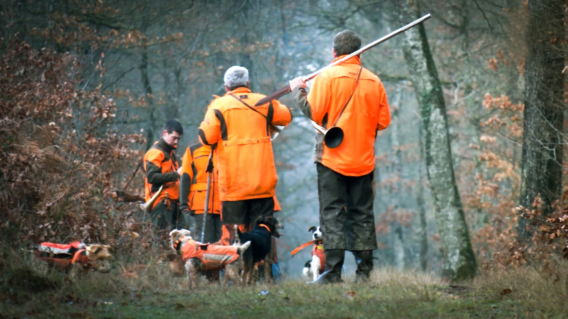 Chiens en forêt de Marchenoir