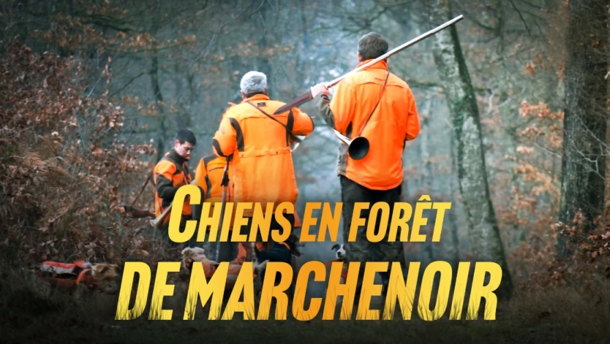Chiens en forêt de Marchenoir