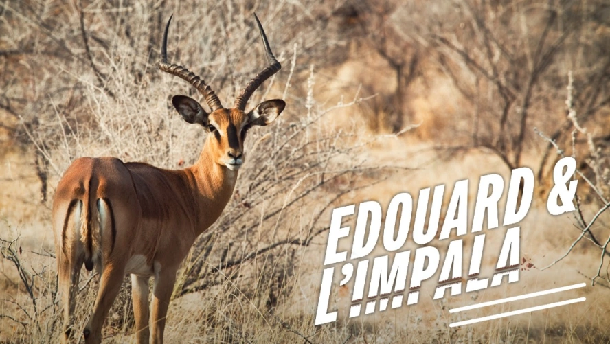 Edouard et l'Impala