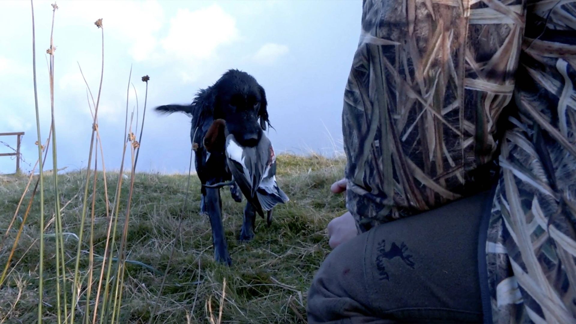 Migrateurs en Écosse (épisode 1)