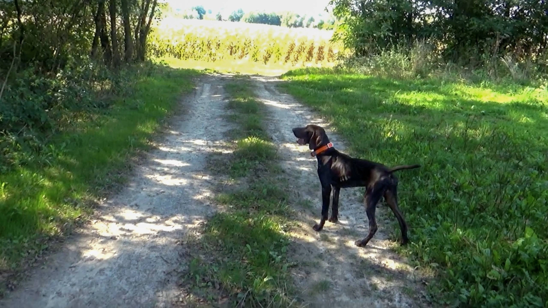 Chasse Devant Soi avec Némo (1ère sortie)