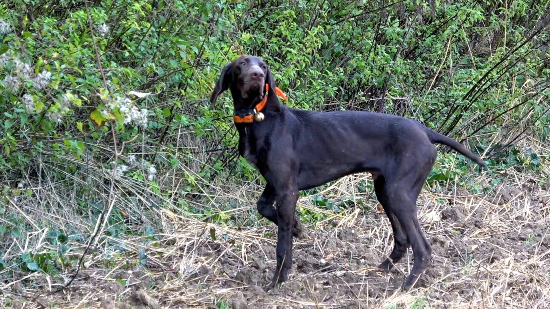 Chasse Devant Soi avec Némo (2ème sortie)