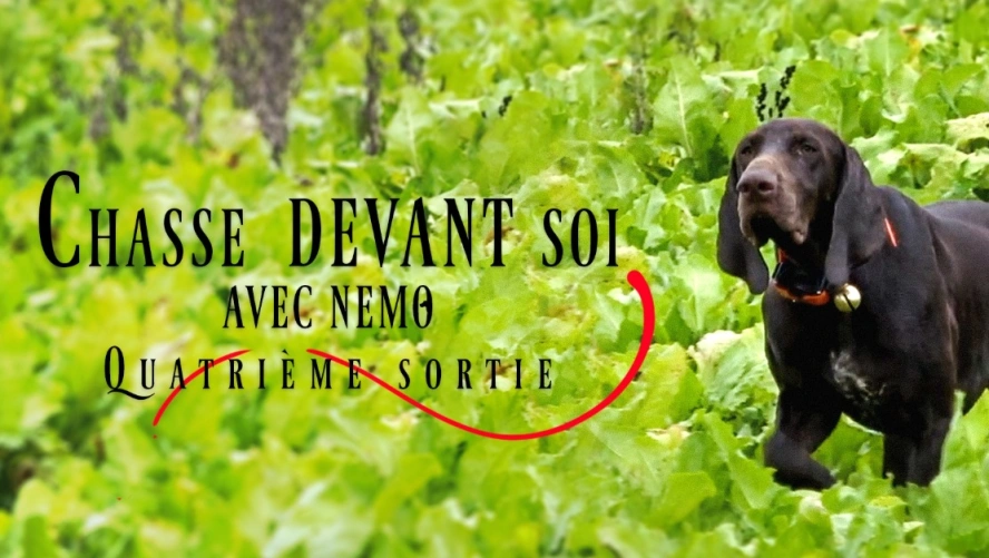 Chasse Devant Soi avec Némo (4ème sortie)