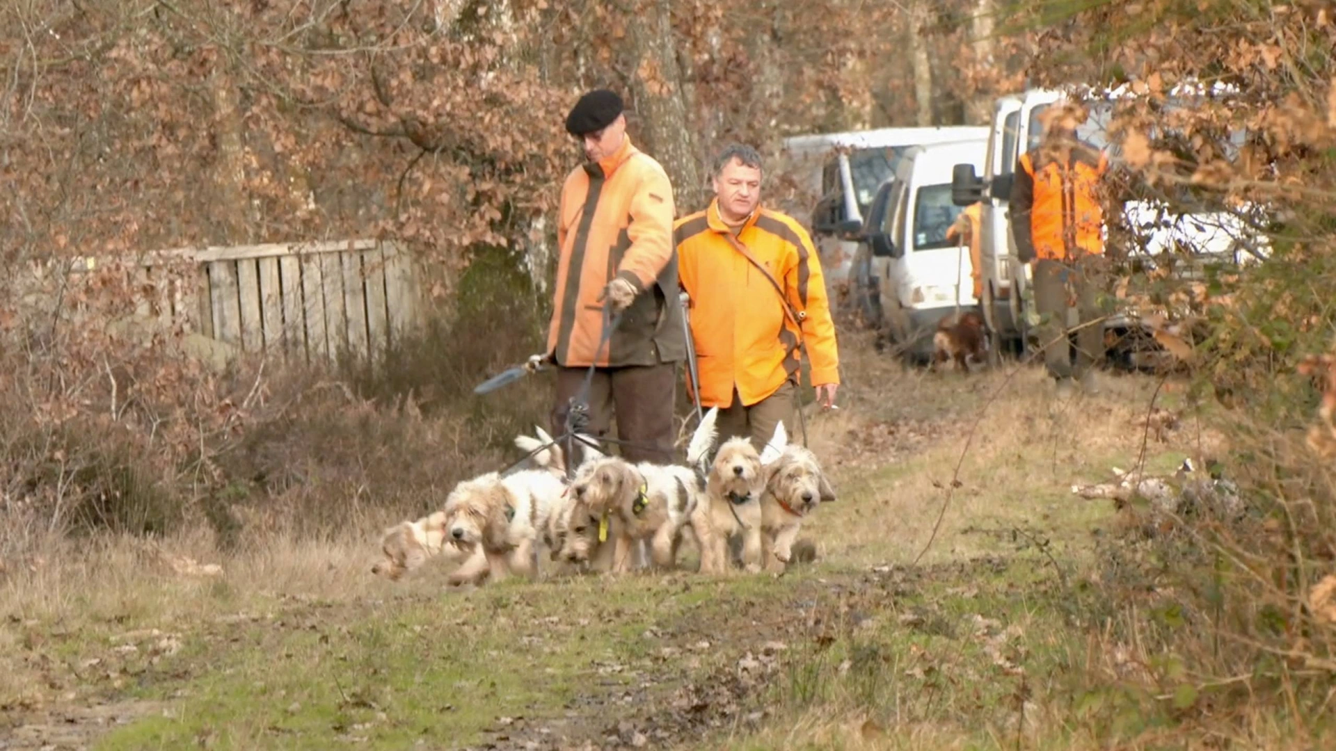Forêt de Marchenoir